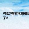 #加沙有树木被难民吃秃了#