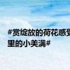 #赏绽放的荷花感受夏日里的小美满#
