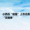 小西瓜“甜蜜”上市北务镇进入“采摘季”