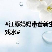 #江豚妈妈带着新生宝宝戏水#