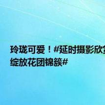 玲珑可爱!#延时摄影欣赏球兰绽放花团锦簇#