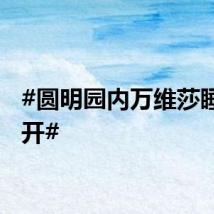 #圆明园内万维莎睡莲盛开#