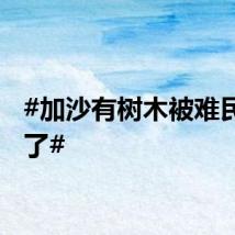 #加沙有树木被难民吃秃了#