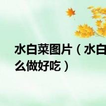 水白菜图片（水白菜怎么做好吃）
