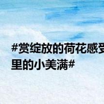 #赏绽放的荷花感受夏日里的小美满#