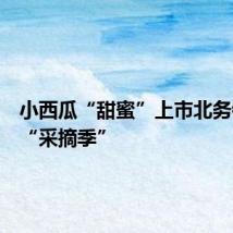 小西瓜“甜蜜”上市北务镇进入“采摘季”