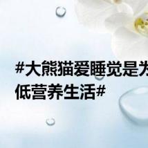 #大熊猫爱睡觉是为适应低营养生活#
