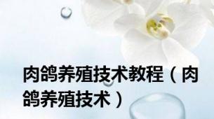 肉鸽养殖技术教程（肉鸽养殖技术）