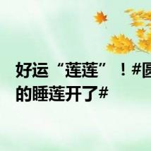好运“莲莲”！#圆明园的睡莲开了#