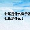 牡蛎是什么样子图片（牡蛎是什么）