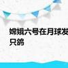 嫦娥六号在月球发现一只鸽