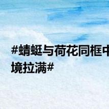 #蜻蜓与荷花同框中式意境拉满#