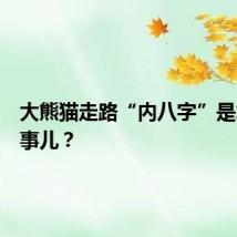 大熊猫走路“内八字”是怎么回事儿？
