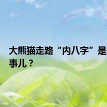 大熊猫走路“内八字”是怎么回事儿？
