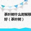 茶叶树什么时候移栽最好（茶叶树）