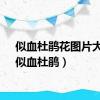 似血杜鹃花图片大全（似血杜鹃）