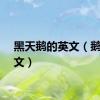黑天鹅的英文（鹅的英文）