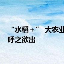 “水稻＋” 大农业范儿呼之欲出