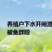 养殖户下水开闸泄洪时被鱼群殴