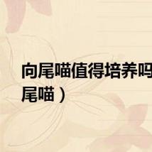 向尾喵值得培养吗（向尾喵）