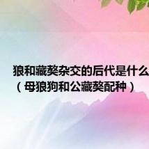 狼和藏獒杂交的后代是什么样的图（母狼狗和公藏獒配种）