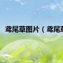 鸢尾草图片（鸢尾草）