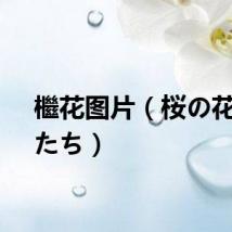 檵花图片（桜の花びらたち）