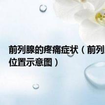 前列腺的疼痛症状（前列腺疼痛位置示意图）