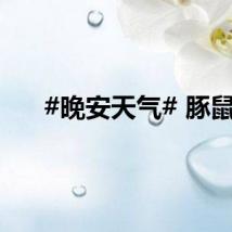 #晚安天气# 豚鼠