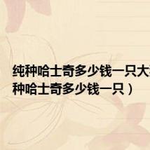 纯种哈士奇多少钱一只大狗(纯种哈士奇多少钱一只)
