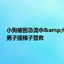 小狗被困急流中 两男子搭梯子营救
