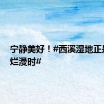 宁静美好！#西溪湿地正是夏花烂漫时#