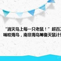“消灭岛上每一只老鼠!”超百万只老鼠啃咬海鸟,南非海岛筹备灭鼠计划