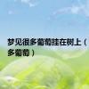 梦见很多葡萄挂在树上（梦见很多葡萄）