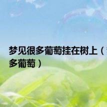 梦见很多葡萄挂在树上（梦见很多葡萄）