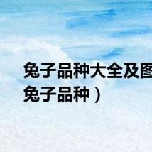 兔子品种大全及图片（兔子品种）