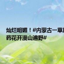 灿烂明媚!#内蒙古一草原上芍药花开漫山遍野#