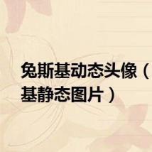 兔斯基动态头像(兔斯基静态图片)
