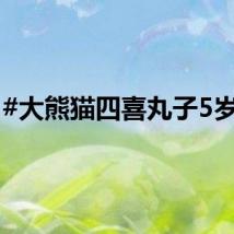 #大熊猫四喜丸子5岁啦#