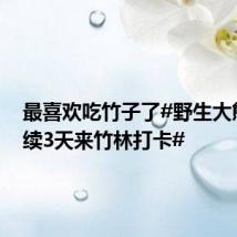 最喜欢吃竹子了#野生大熊猫连续3天来竹林打卡#