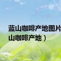 蓝山咖啡产地图片（蓝山咖啡产地）