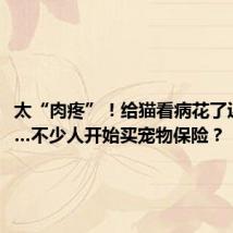 太“肉疼”!给猫看病花了近2万元…不少人开始买宠物保险?