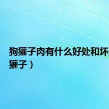 狗獾子肉有什么好处和坏处（狗獾子）