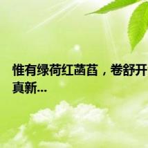 惟有绿荷红菡萏，卷舒开合任天真新...