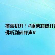 蓓蕾初开！#垂茉莉绽开瞬间仿佛听到砰砰声#