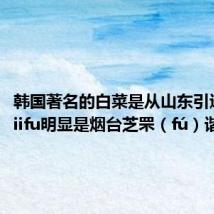 韩国著名的白菜是从山东引进的 Chiifu明显是烟台芝罘(fú)谐音