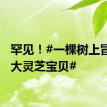 罕见!#一棵树上冒出两大灵芝宝贝#