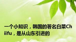 一个小知识，韩国的著名白菜Chiifu，是从山东引进的