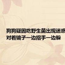 狗狗疑因吃野生菌出现迷惑行为,对着镜子一边招手一边躲