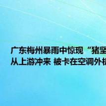 广东梅州暴雨中惊现“猪坚强”:从上游冲来 被卡在空调外机上